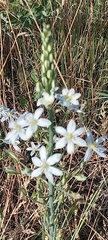 Ornithogalum pyramidale