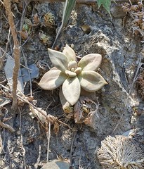 Echeveria xichuensis
