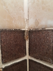 Endrosis sarcitrella