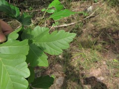 Rhus aromatica serotina