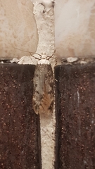 Endrosis sarcitrella