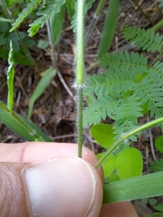 Dichanthelium malacophyllum