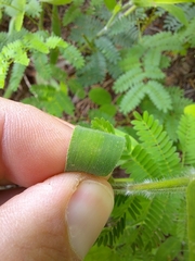 Dichanthelium malacophyllum