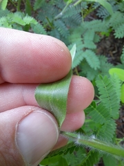 Dichanthelium malacophyllum