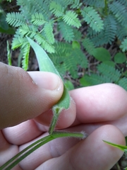 Dichanthelium malacophyllum