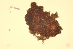 Bartheletia paradoxa