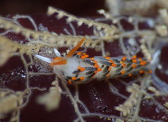 Diaphoreolis lagunae