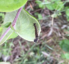 Lepidoptera