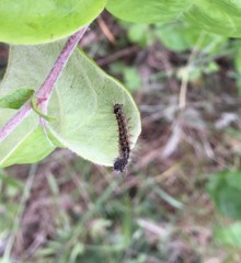 Lepidoptera