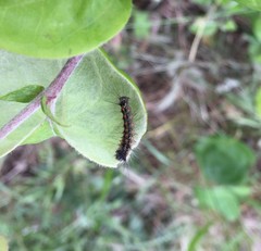 Lepidoptera