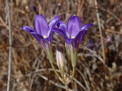 Brodiaea elegans