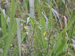 Hypericum geminiflorum simplicistylum