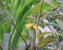 Hypericum geminiflorum simplicistylum