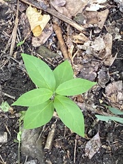 Asclepias quadrifolia