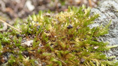 Anacamptodon splachnoides