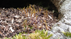 Anacamptodon splachnoides