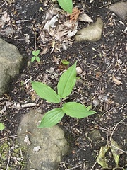 Asclepias quadrifolia