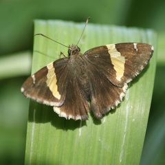 Thorybes pseudocellus