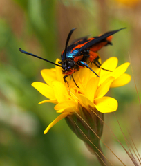 Synanthedon polygoni