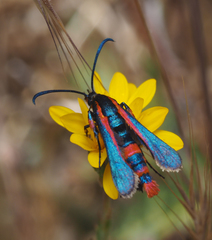 Synanthedon polygoni