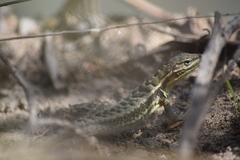 Stenocercus trachycephalus