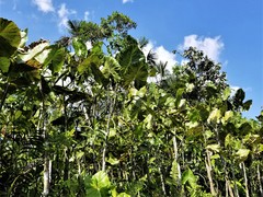 Montrichardia linifera