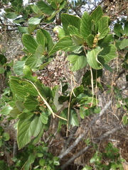 Ceanothus arboreus