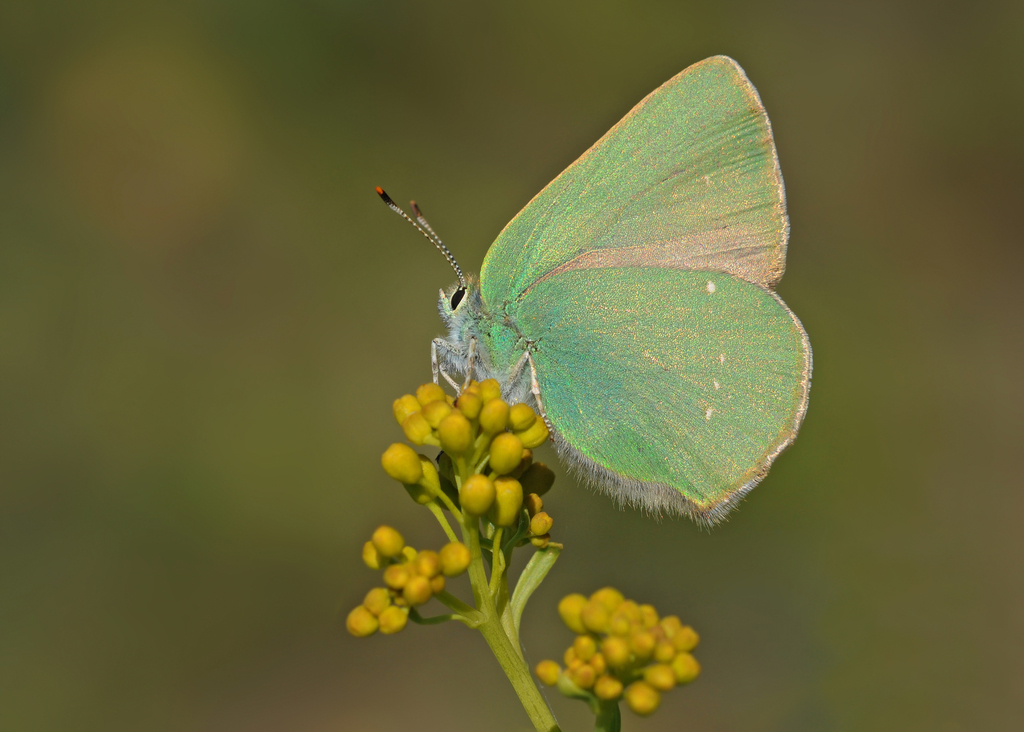 Callophrys suaveola