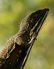 Varanus