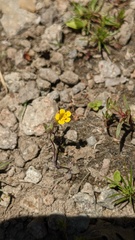 Erythranthe pulsiferae