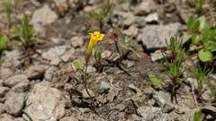 Erythranthe pulsiferae