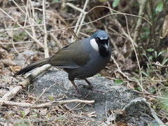 Pterorhinus chinensis