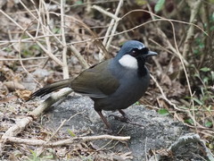 Pterorhinus chinensis