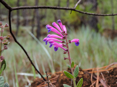 Scutellaria roseo-cyanea