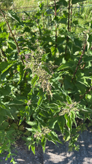 Urtica dioica