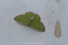 Argyrocosma inductaria