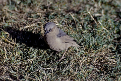 Pseudonigrita arnaudi