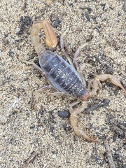 Paruroctonus silvestrii
