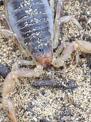 Paruroctonus silvestrii