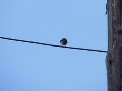 Muscicapa striata