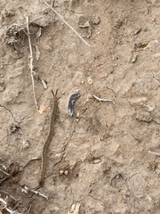 Arthrorhabdus pygmaeus