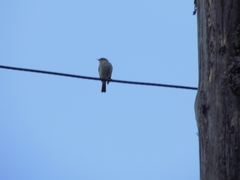 Muscicapa striata