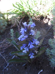 Ajuga ophrydis