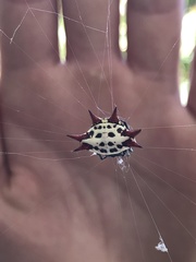 Gasteracantha cancriformis