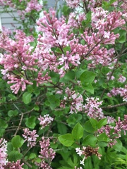 Syringa meyeri