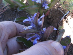 Ajuga ophrydis