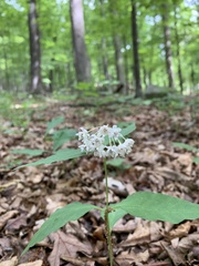Asclepias quadrifolia