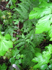 Athyrium rubripes