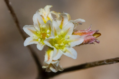 Eriogonum ordii