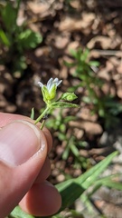 Pseudostellaria